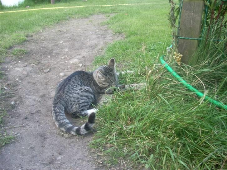 Huskat Madea *død*† billede 6