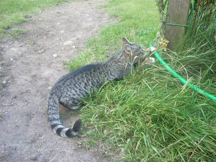 Huskat Madea *død*† billede 7