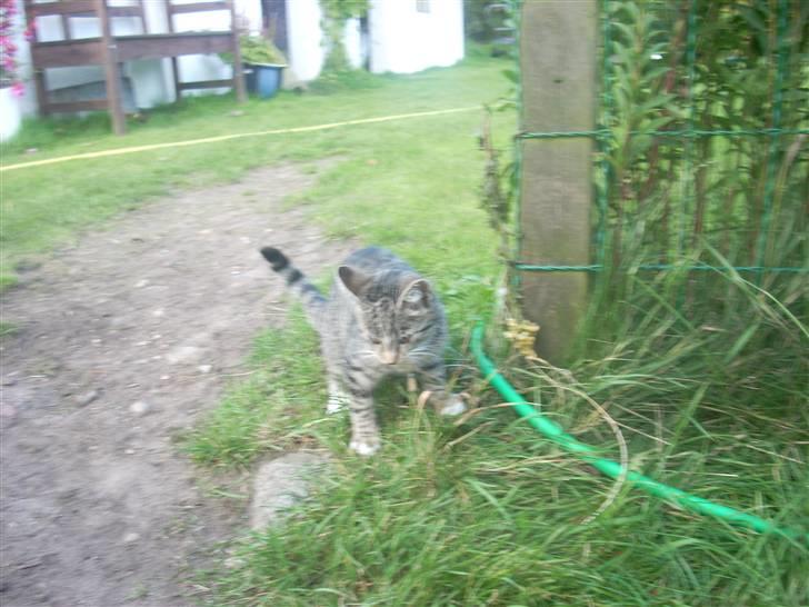 Huskat Madea *død*† billede 8