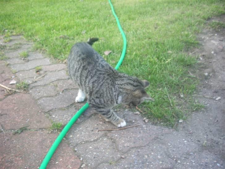 Huskat Madea *død*† billede 9