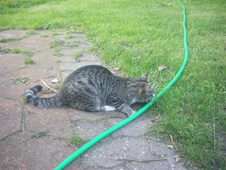 Huskat Madea *død*† billede 10