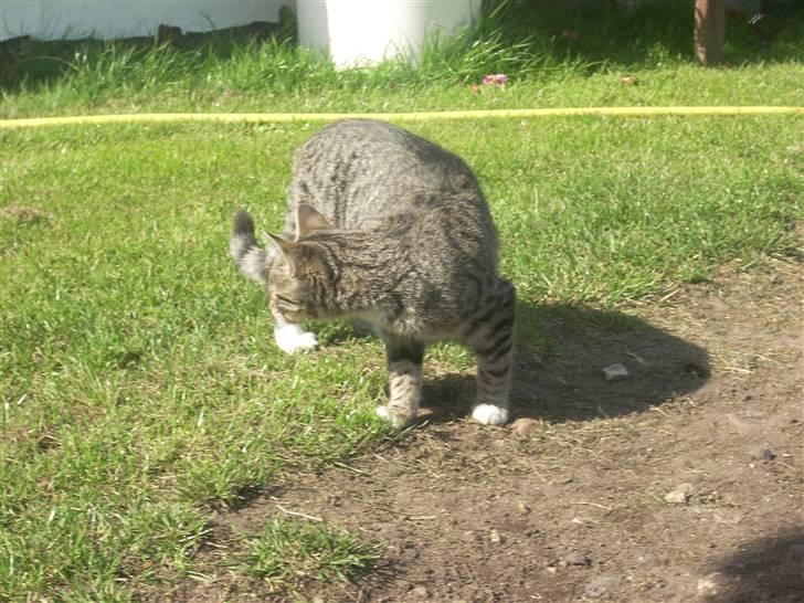 Huskat Madea *død*† billede 11