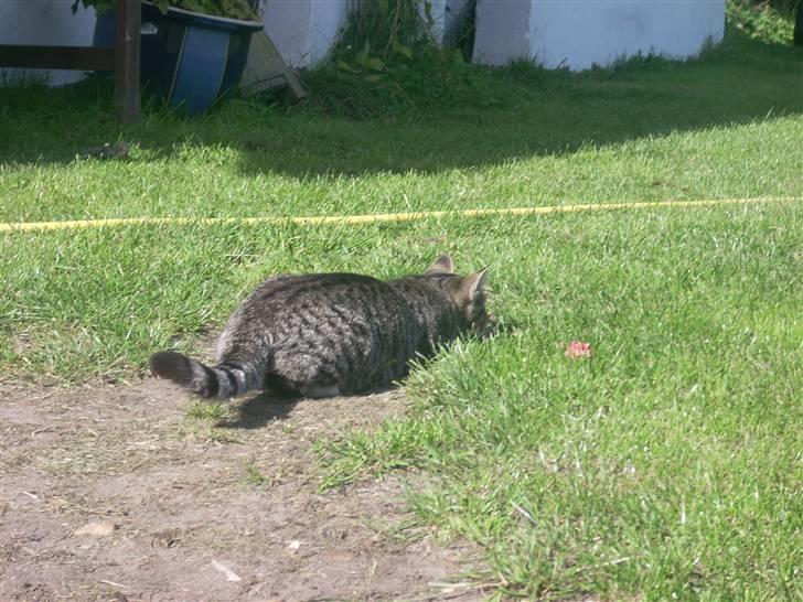 Huskat Madea *død*† billede 12