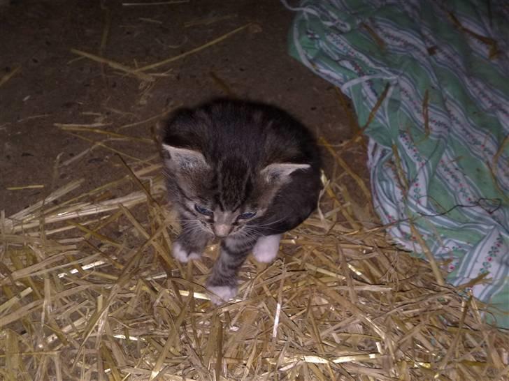 Huskat Madea *død*† billede 13