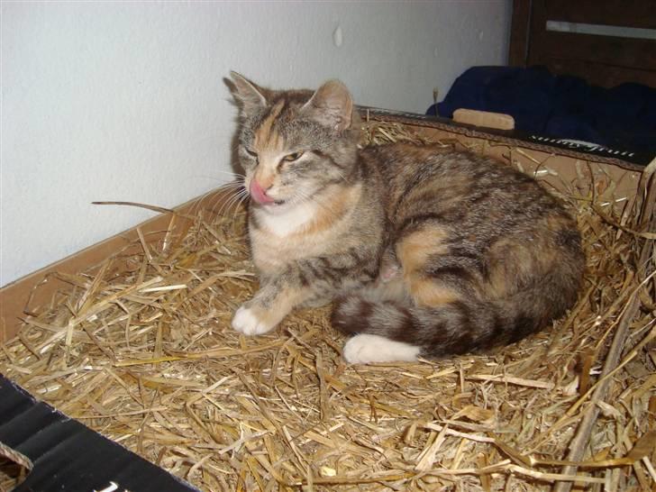 Huskat Katja *RIP* billede 1