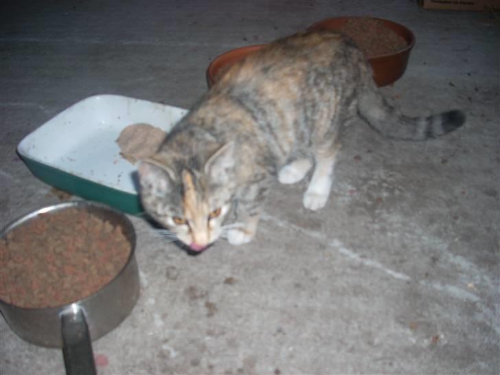 Huskat Katja *RIP* billede 2