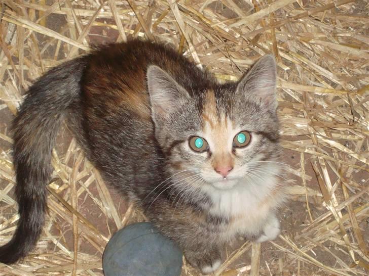 Huskat Katja *RIP* billede 3