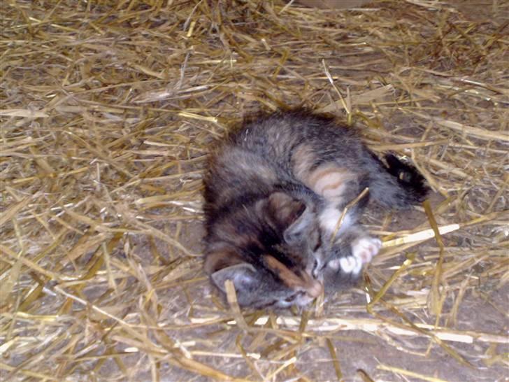 Huskat Katja *RIP* billede 4