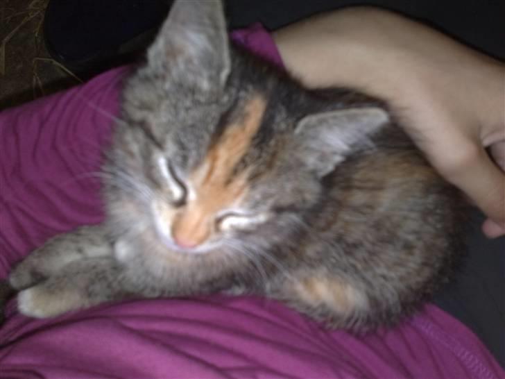 Huskat Katja *RIP* billede 5