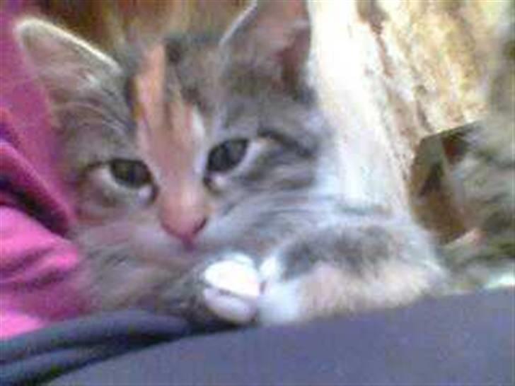 Huskat Katja *RIP* billede 6