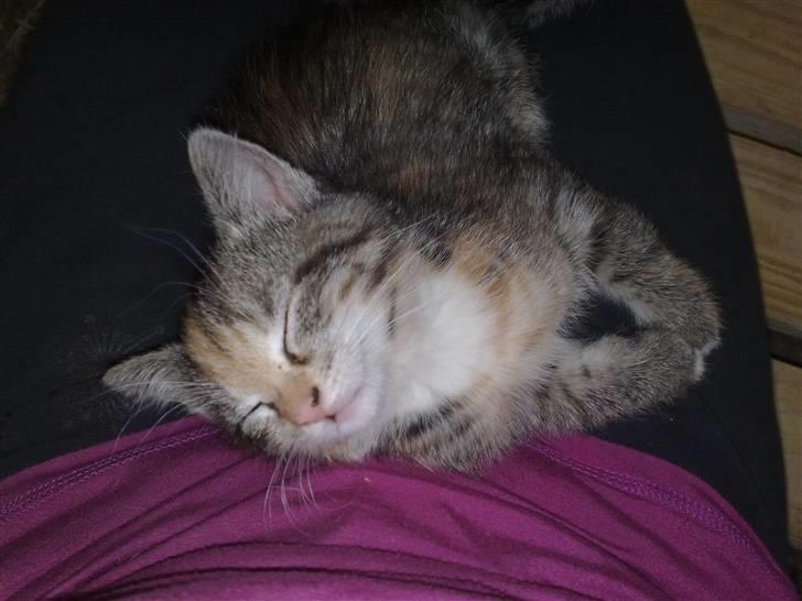 Huskat Katja *RIP* billede 7