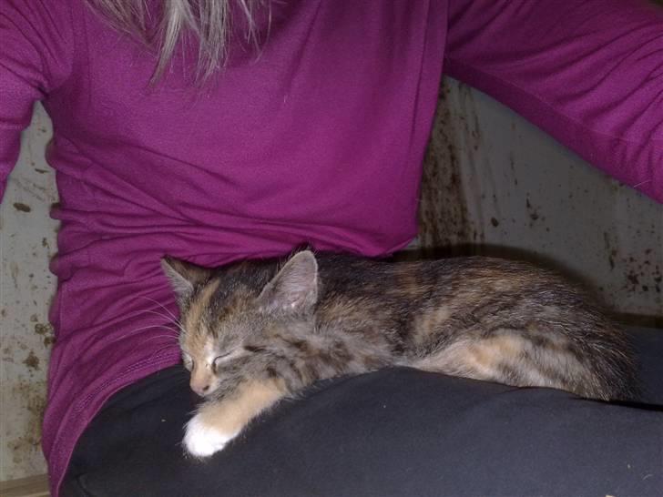 Huskat Katja *RIP* billede 8