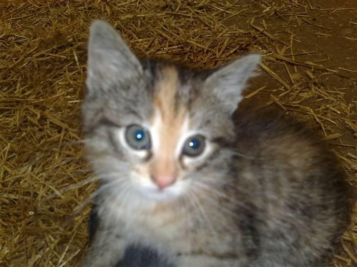 Huskat Katja *RIP* billede 9