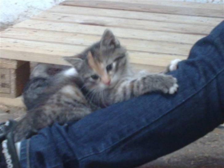 Huskat Katja *RIP* billede 10