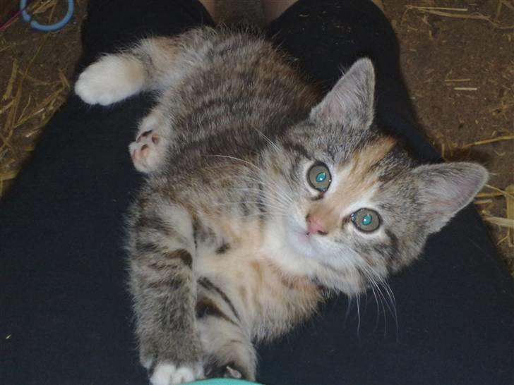 Huskat Katja *RIP* billede 11