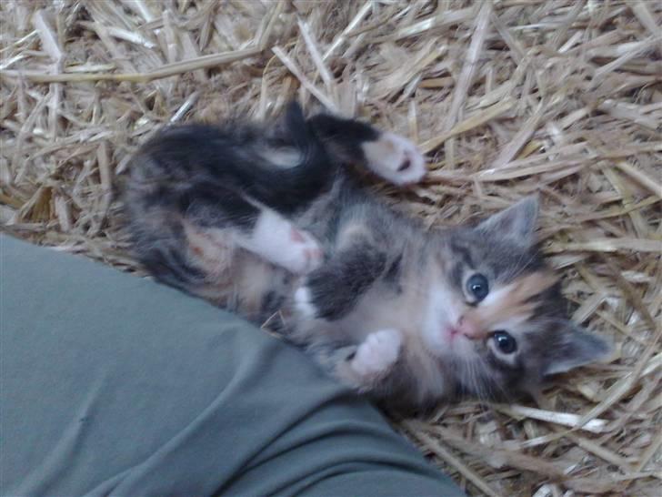 Huskat Katja *RIP* billede 12