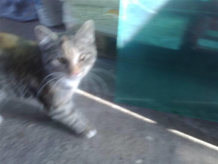 Huskat Katja *RIP* billede 13