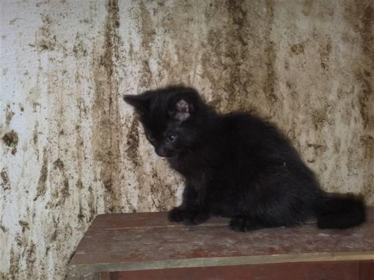 Huskat Black Jack <3 R.I.P. billede 9