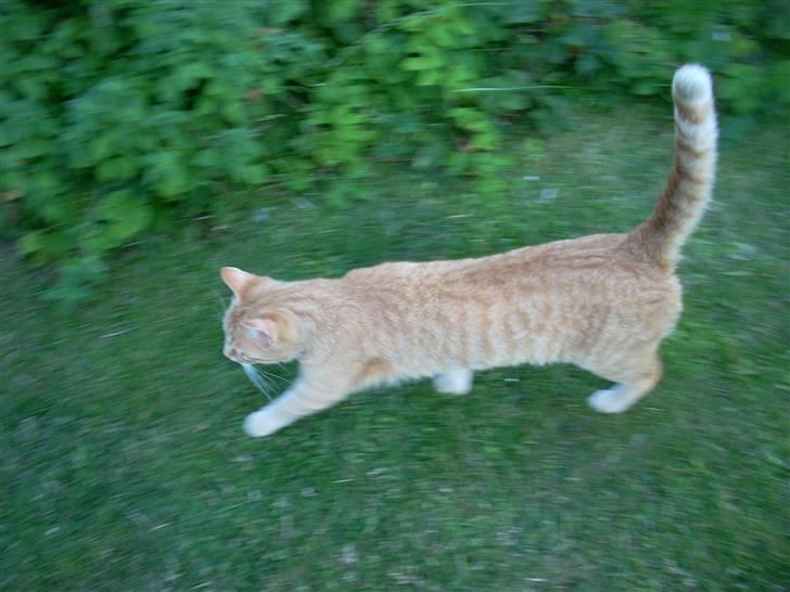 Huskat Zakie *R.I.P.* billede 10