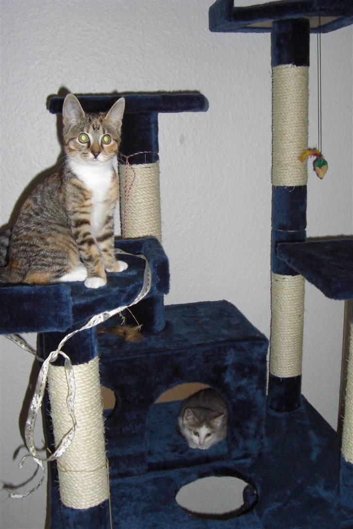 Huskat Katja - Katja og Bettemis tjekker sammen kradsetræet ud den allerførste dag Bettemis var hos os billede 7