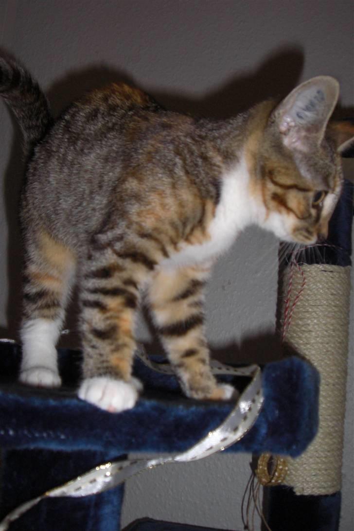 Huskat Katja - "Hov, sker der noget dernede som jeg ikke er en del af?" billede 8