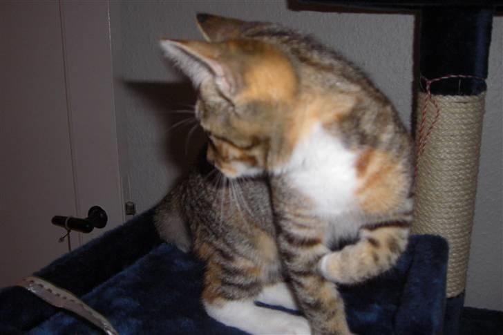 Huskat Katja - "Hvad sker der der ude? Er det mad?" billede 9