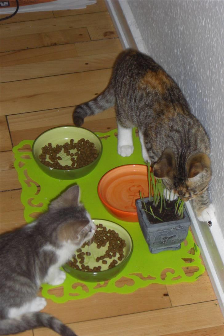 Huskat Katja - Mmm, kattegræs er en god ting! Her spiser Katja sammen med vores anden kat Bettemis billede 10