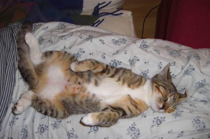 Huskat Katja - Katja forstår virkelig at gøre sig til når hun vil nusses! billede 11