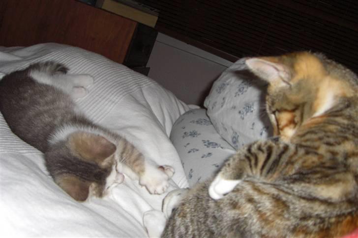 Huskat Katja - Leg med "lillesøster" Bettemis billede 13