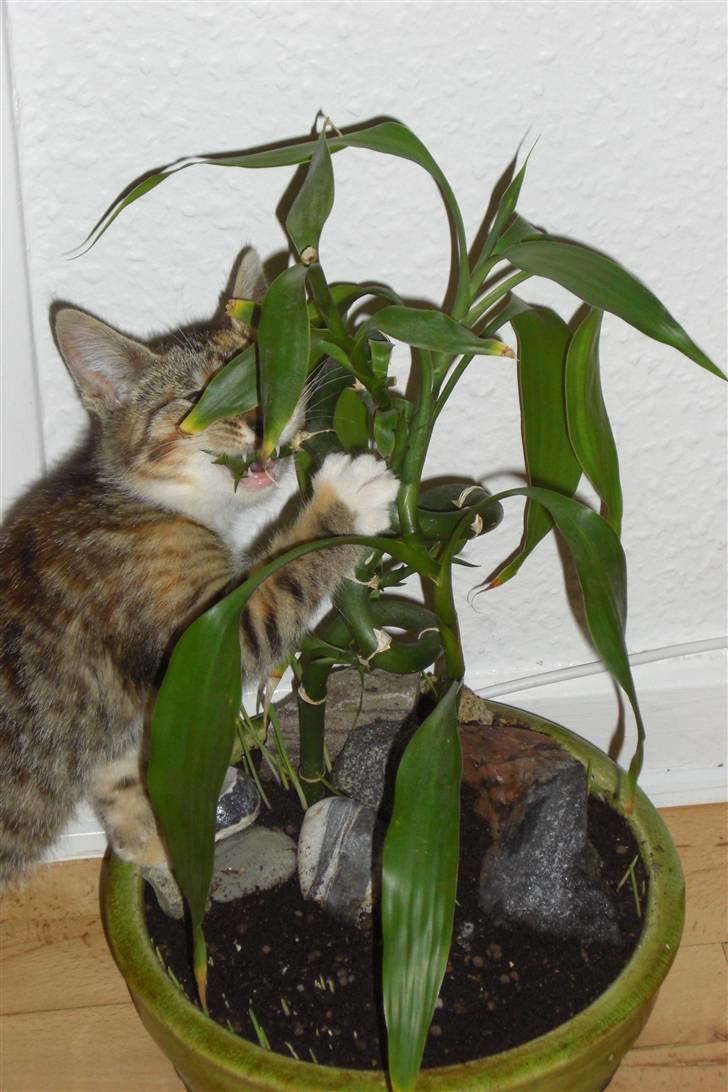 Huskat Katja - "Namme namme Bambus!!" billede 14