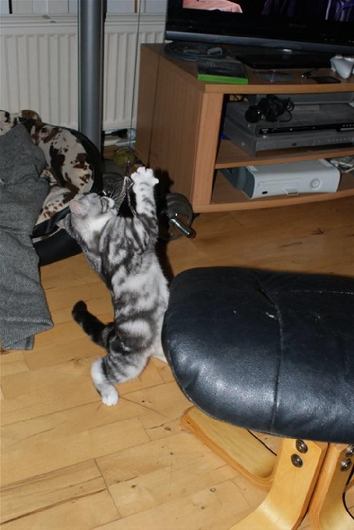 Blanding af racer Trunte billede 8