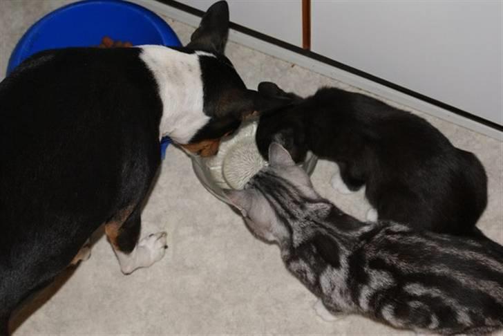 Blanding af racer Trunte - så blev vi lige tørstige billede 9