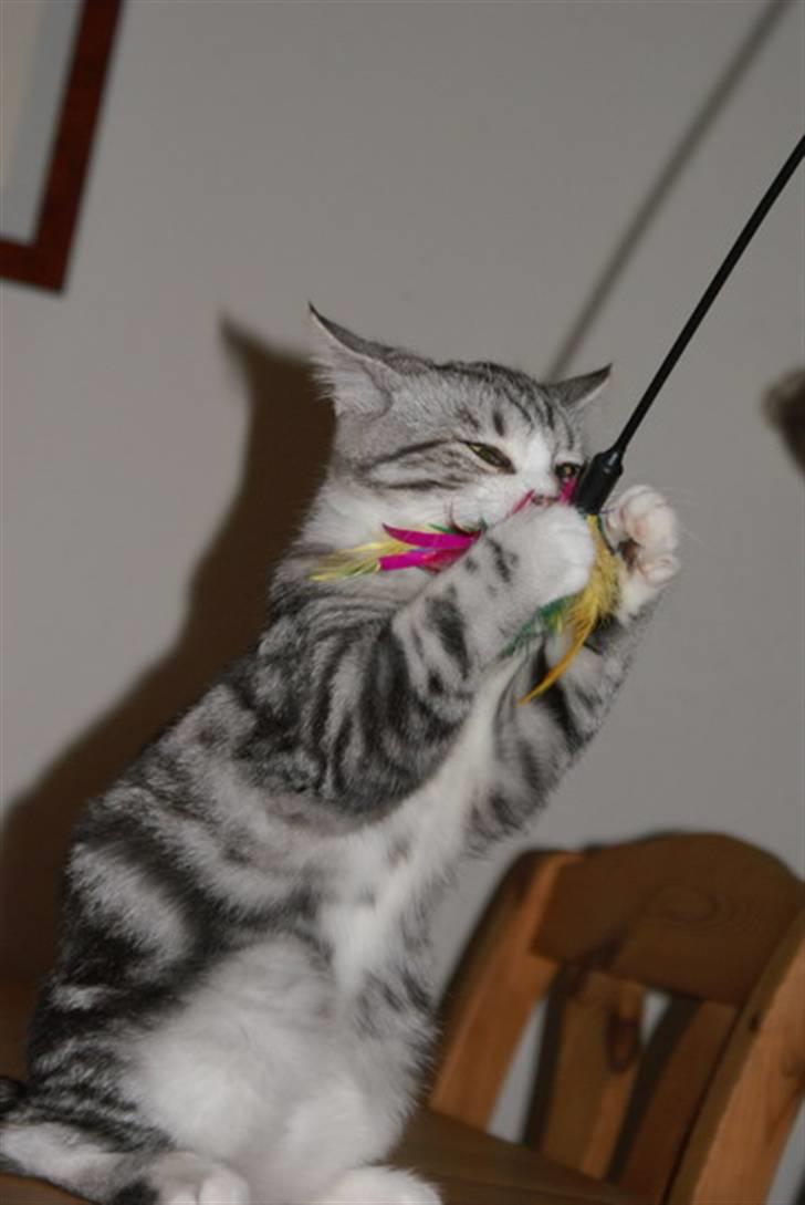 Blanding af racer Trunte billede 10