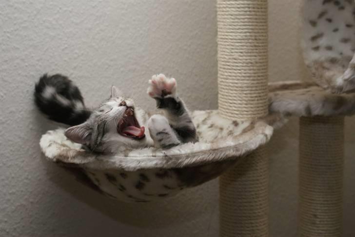 Blanding af racer Trunte - Kan man så få fred til at sove billede 11