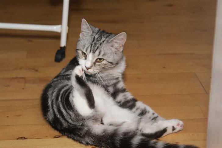 Blanding af racer Trunte - kan man nu heller ikke få fred til at vaske sig billede 12