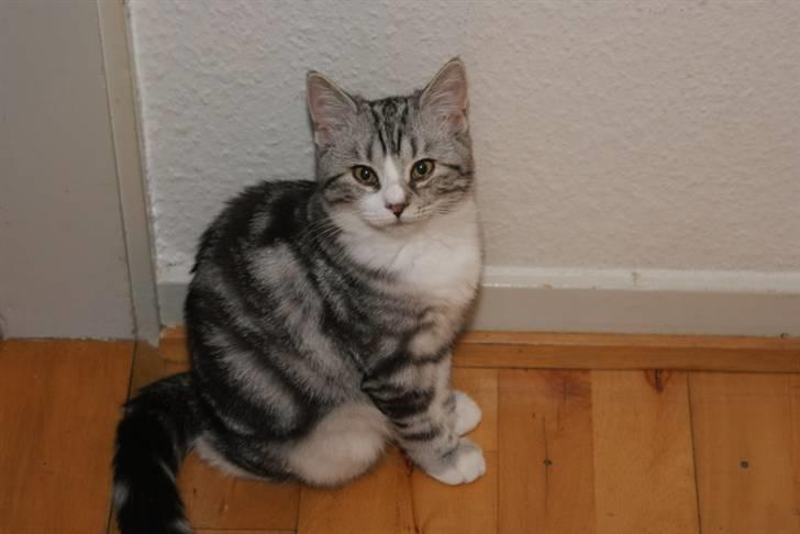 Blanding af racer Trunte - ja ja skal nok sidde pænt billede 13