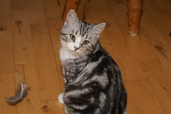 Blanding af racer Trunte billede 14