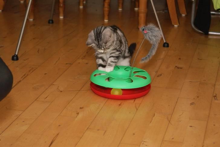 Blanding af racer Trunte billede 15