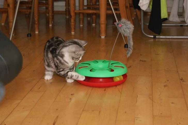 Blanding af racer Trunte billede 16