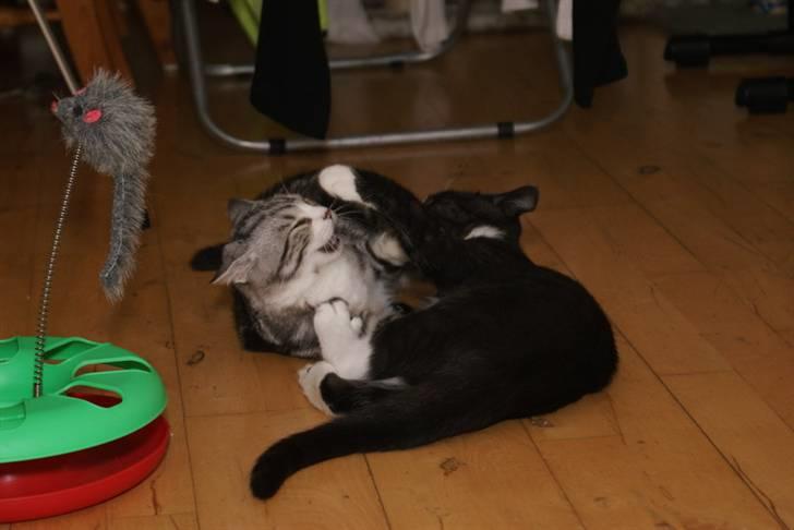 Blanding af racer Trunte billede 17