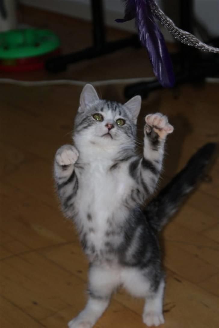 Blanding af racer Trunte billede 18