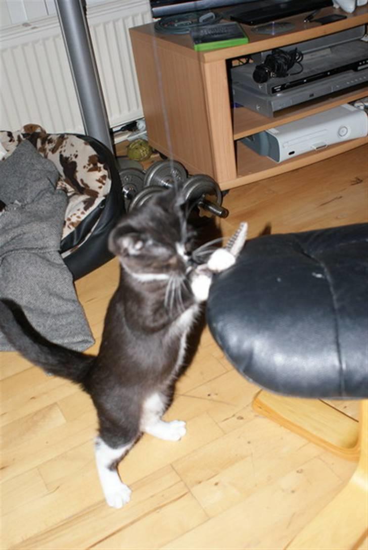 Blanding af racer Tyson billede 6