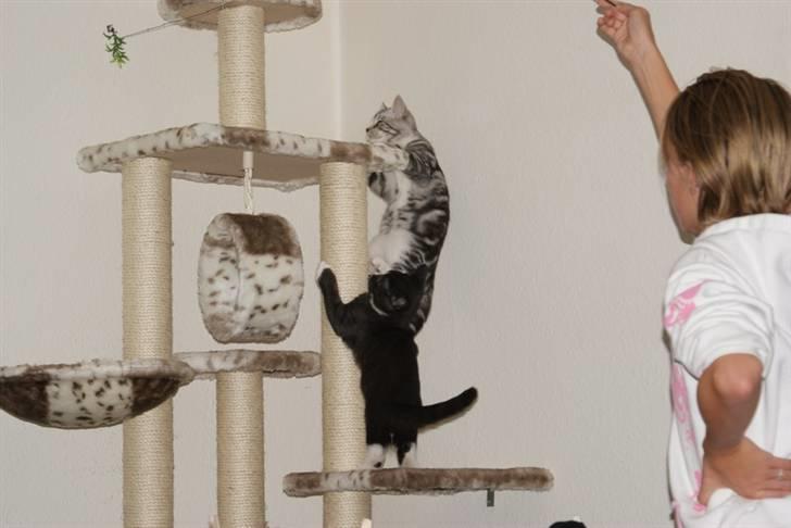 Blanding af racer Tyson - Hvem kommer først billede 7