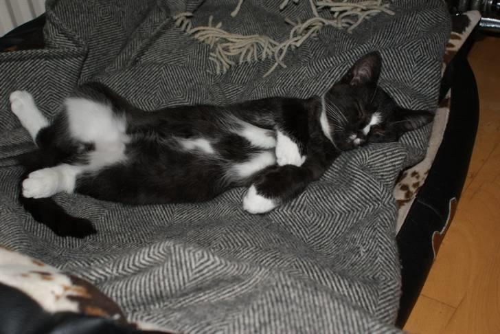 Blanding af racer Tyson - Har stjålet hundenes hundekurv billede 9