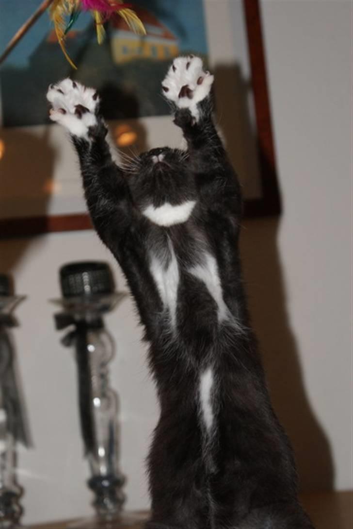 Blanding af racer Tyson - Kom så med den, kan ikke strække mig længere billede 10