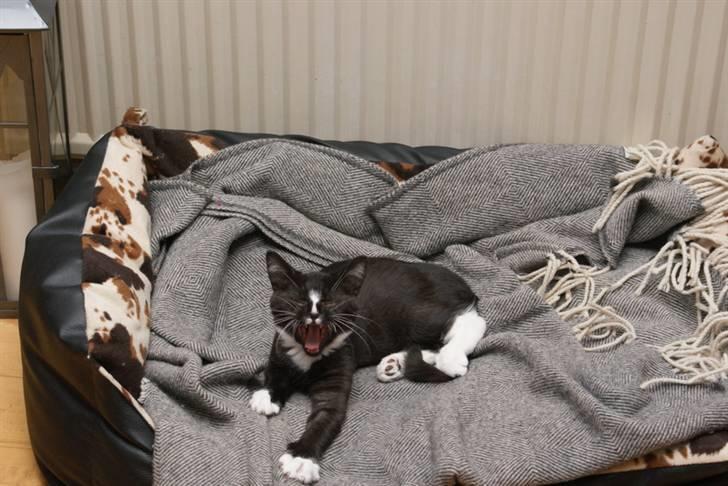 Blanding af racer Tyson - altså kan du ikke se jeg er søvning billede 11