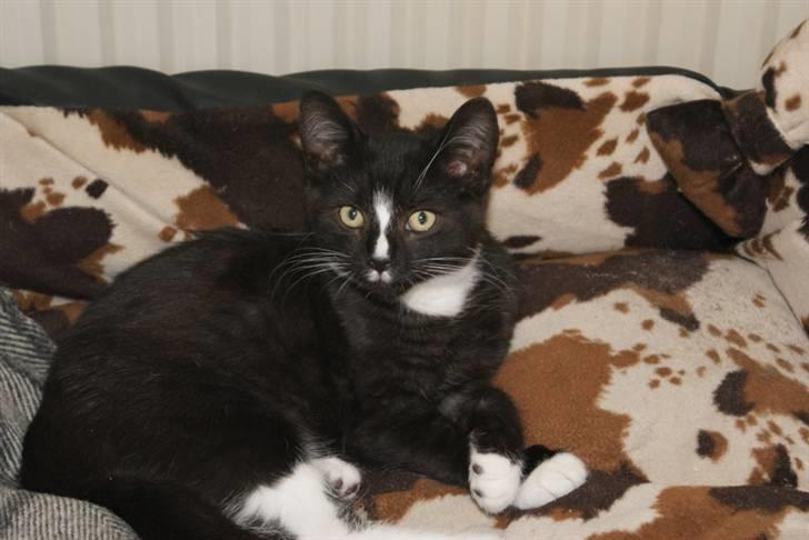 Blanding af racer Tyson billede 12