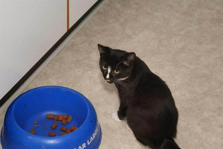 Blanding af racer Tyson - mon jeg kan nå at tage et stykke før de kommer billede 13