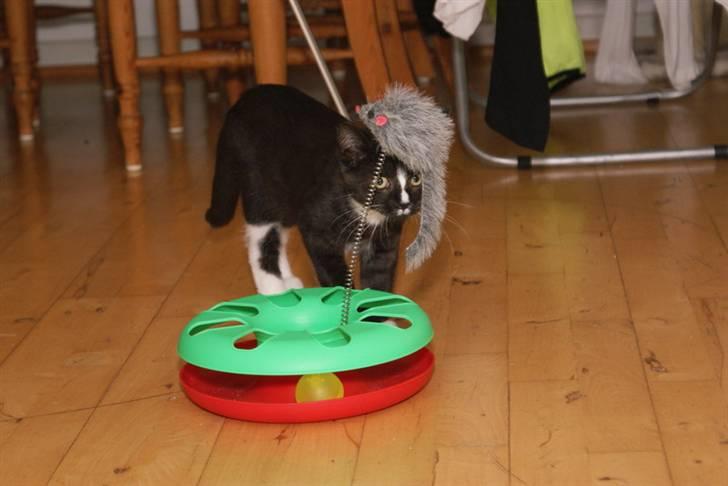 Blanding af racer Tyson billede 14