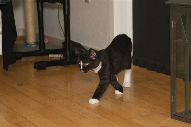 Blanding af racer Tyson billede 15